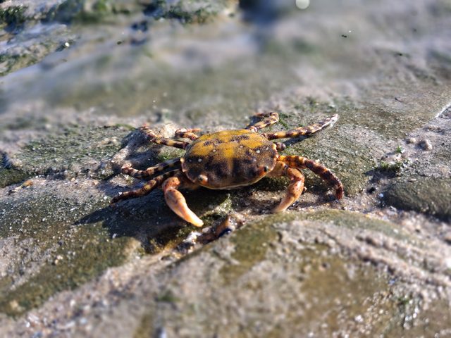 A crab found at low tide