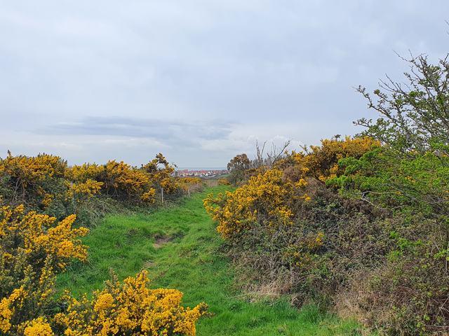 Gorse in bloom along the coastal path