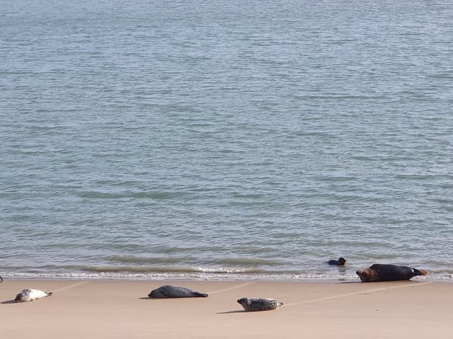 Seals resting on the sand