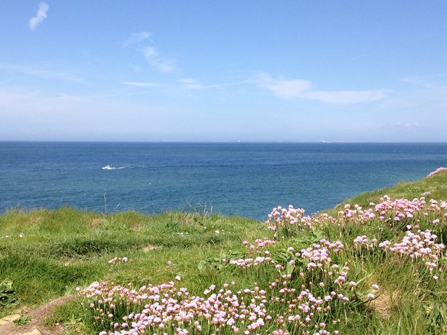 Sea thrift in bloom on the cliff top